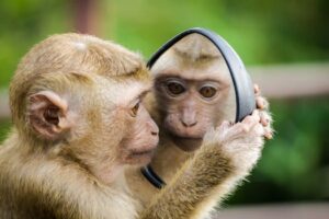 A macaque monkey curiously examines its reflection in a handheld mirror outdoors.